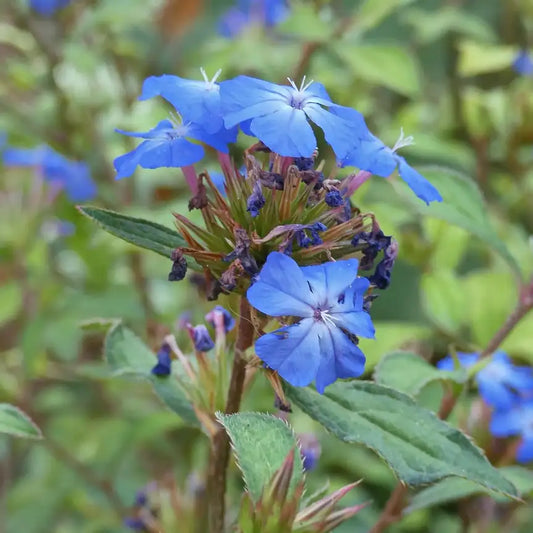 Dentelaire (Ceratostigma willmottianum)