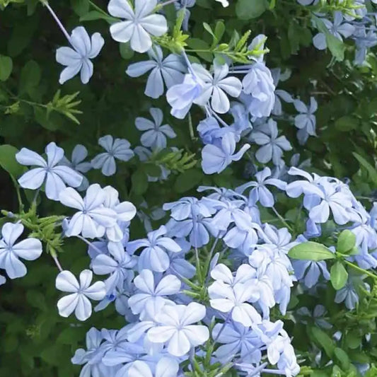 petites fleurs bleues du dentelaire du cap (plumbago capensis)