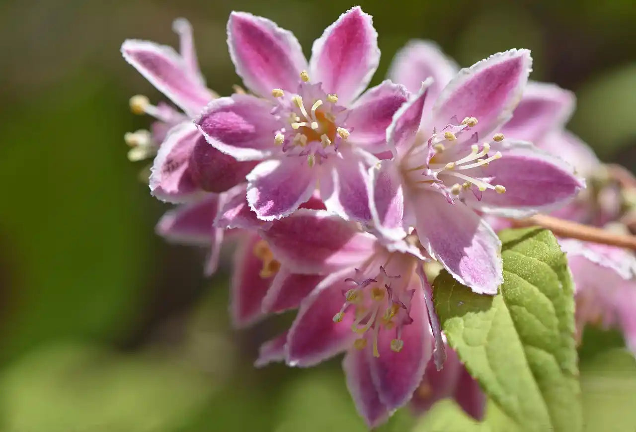 Deutzia "Tourbillon Rouge"