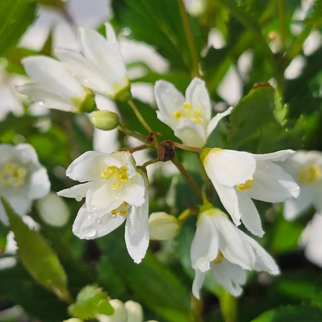 Deutzia ‘Nikko’ (Deutzia crenata ‘Nikko’)