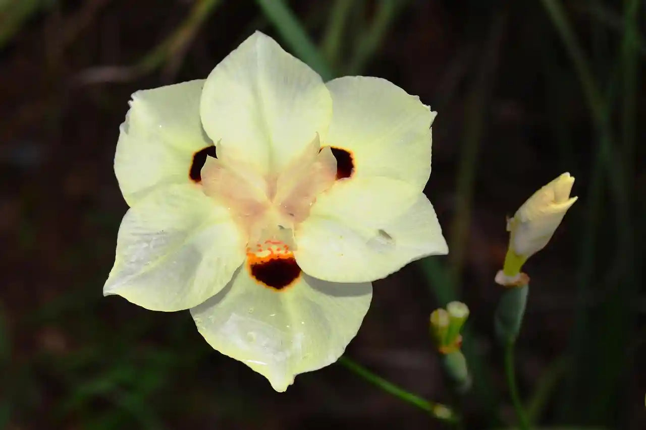 Dierama (Dietes iridioides) Milky Way