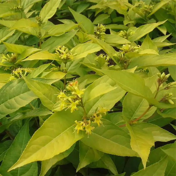 Diervillée honeybee