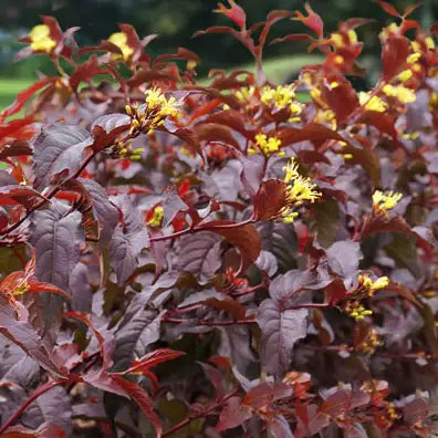 Diervillée splendide (Diervilla splendens)