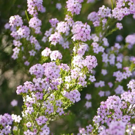 Diosma ‘Pink Fountain’ (Diosma hirsuta ‘Pink Fountain’)