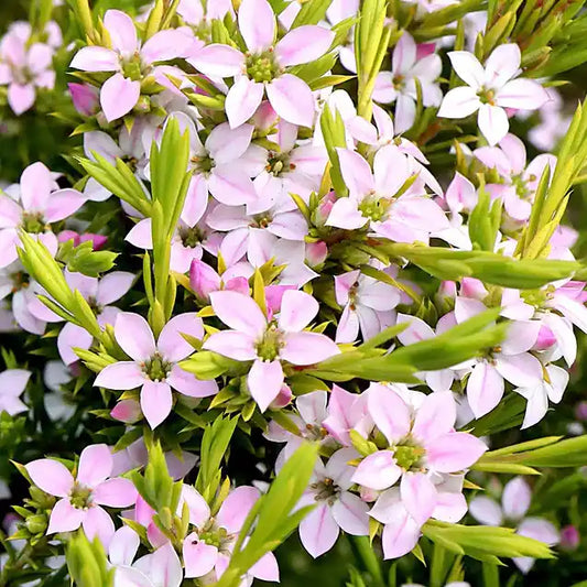 Diosma ‘Sunset Gold’ (Diosma hirsuta ‘Sunset Gold’)
