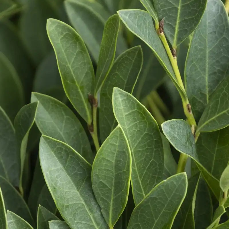 Distylium Blue cascade