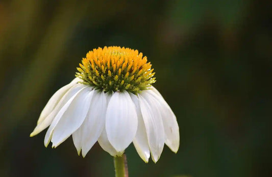 Echinacee (Echinacea purpurea) Mellow Yellows