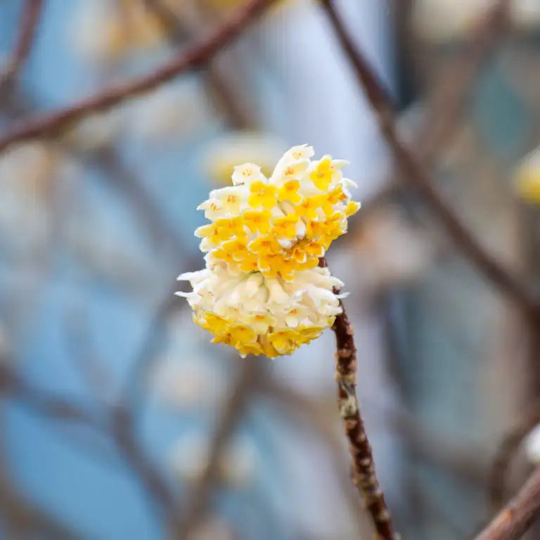 Edgeworthia chrysantha