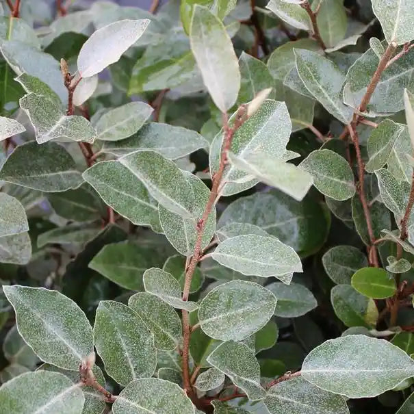 elaeagnus ebbingei (chalef)
