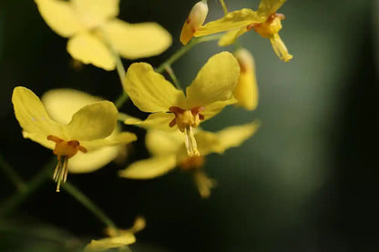 Fleurs jaunes de l'epimedium