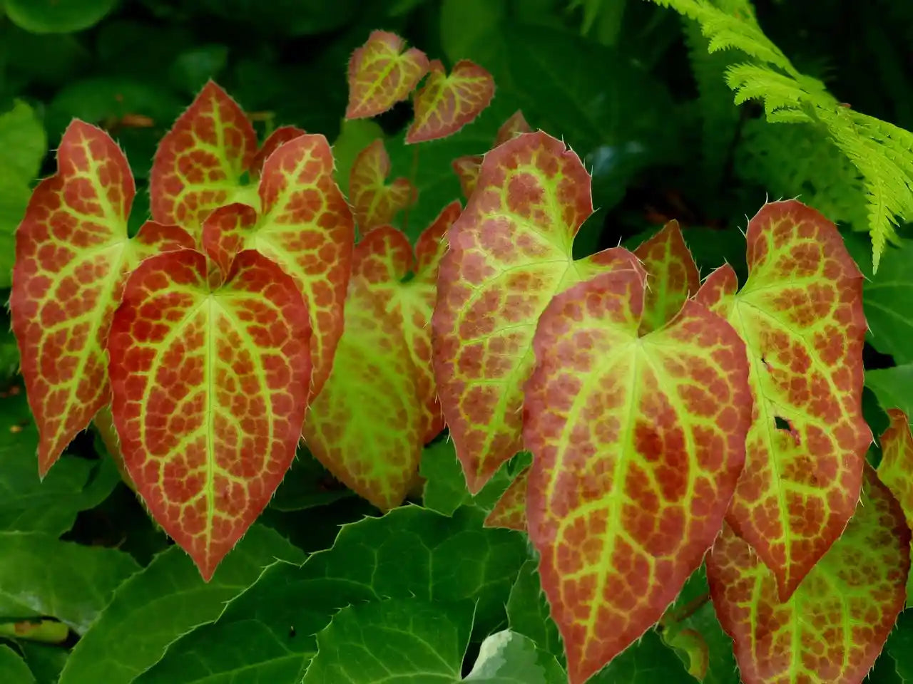 Feuilles panachées de l'epimedium
