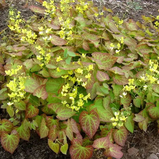 Epimedium versicolor Sulphureum