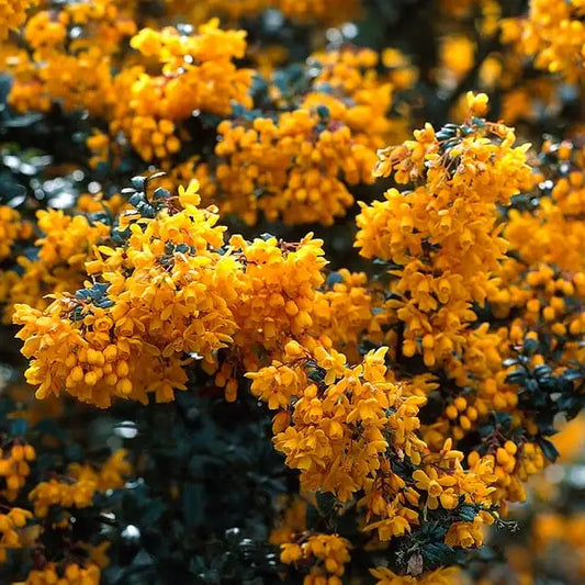 Epine vinette berberis darwinii
