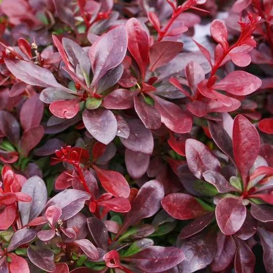 Epine vinette berberis thunbergii atropurpurea nana