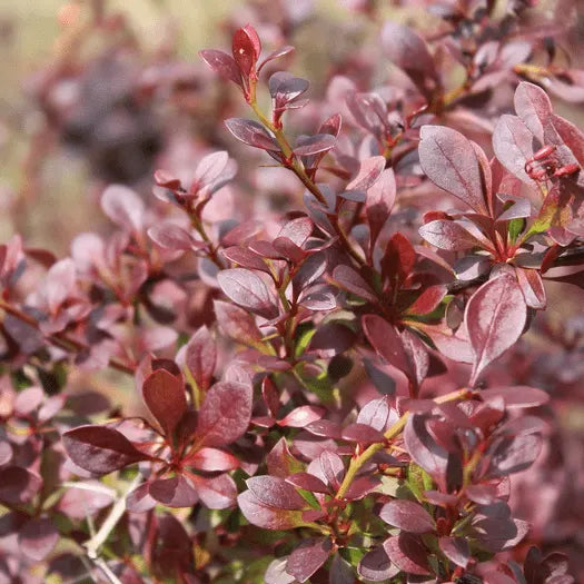 Epine vinette berberis thunbergii atropurpurea