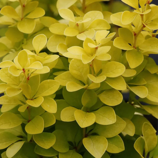 Epine vinette Maria (berberis thunbergii Maria)