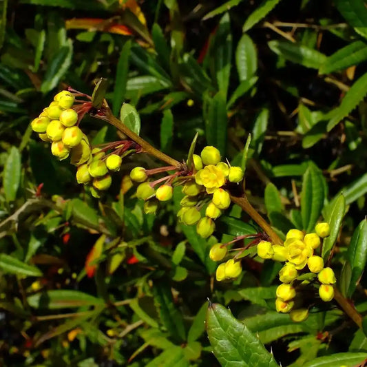 Epine vinette julianae (berberis julianae)