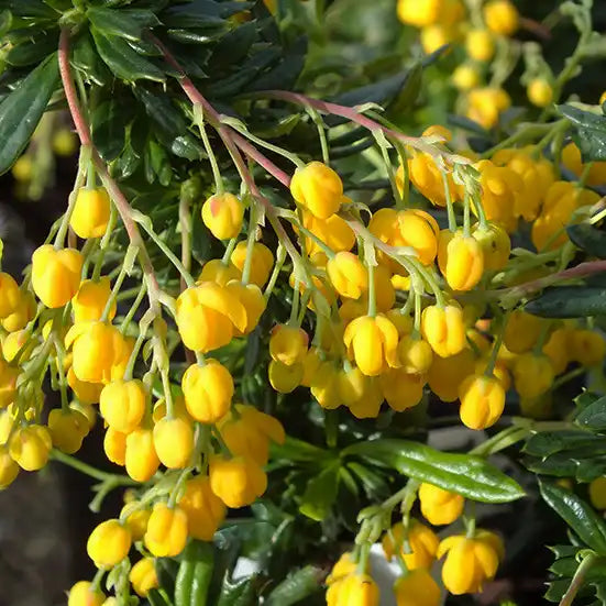 Epine vinette stenophylla (berberis Stenophylla)