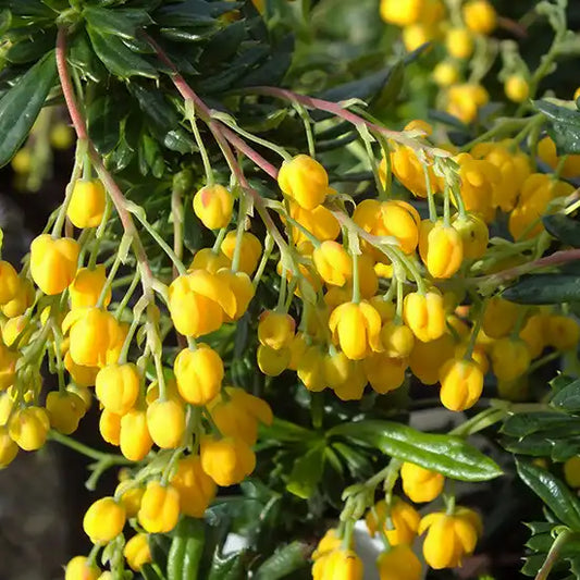 Epine vinette stenophylla (berberis Stenophylla)