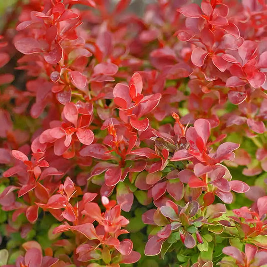 Epine vinette thunbergii orange Ice® (berberis thunbergii Orange ice®)