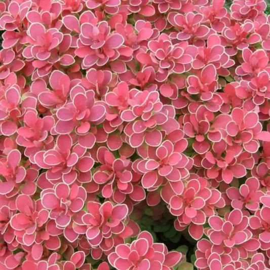 Epine vinette thunbergii Ruby star® (berberis thunbergii Ruby star®)