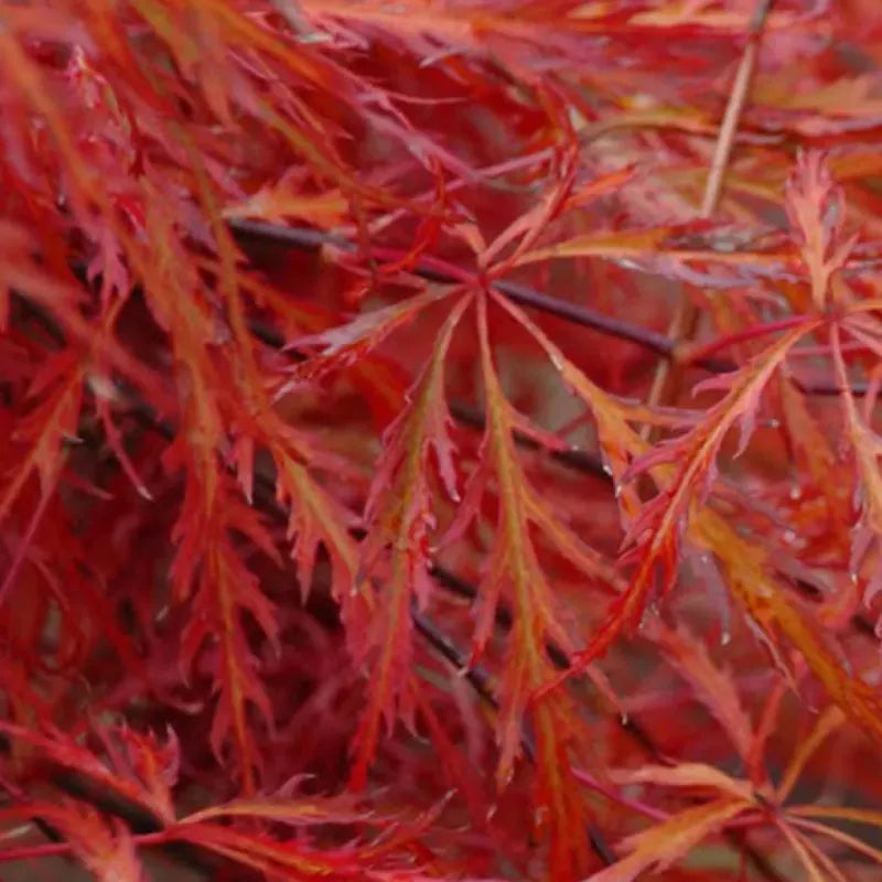 Erable du Japon (Acer palmatum dissectum) Garnet