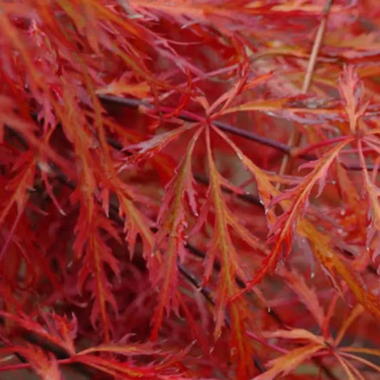 Erable du Japon (Acer palmatum dissectum) Garnet