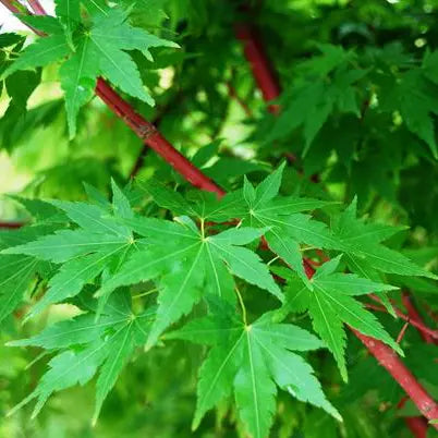 Erable du Japon (Acer palmatum) Senkaki