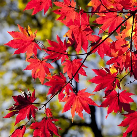Erable du Japon (Acer palmatum)