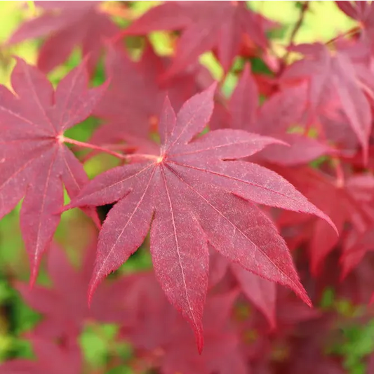 Erable du Japon Atropurpureum (acer palmatum Atropurpureum)