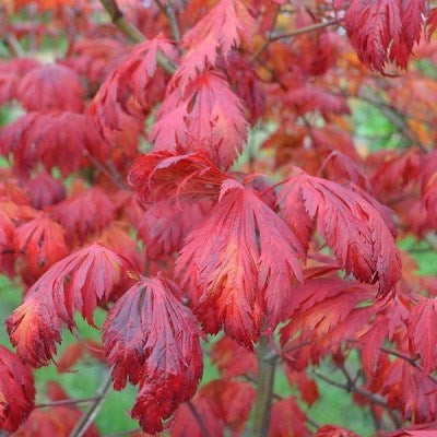 Erable du Japon à feuilles laciniées Crimson Queen (acer palmatum dissectum crimson queen)