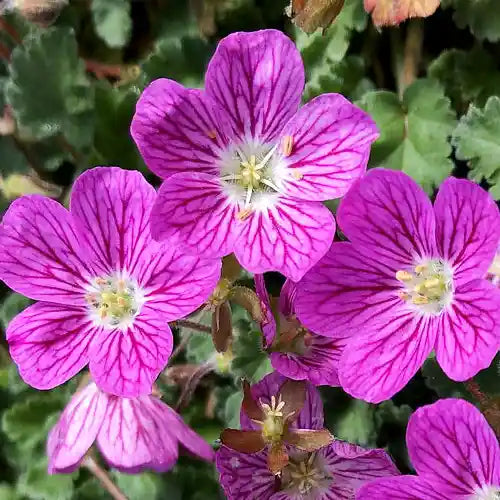 Fleurs roses de l'érodium Bishop's Form