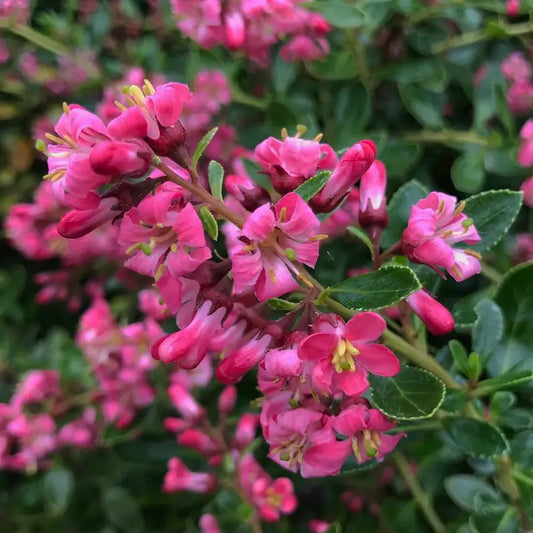 Escallonia Apple Blossom