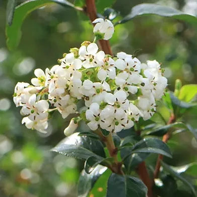 Escallonia Iveyi