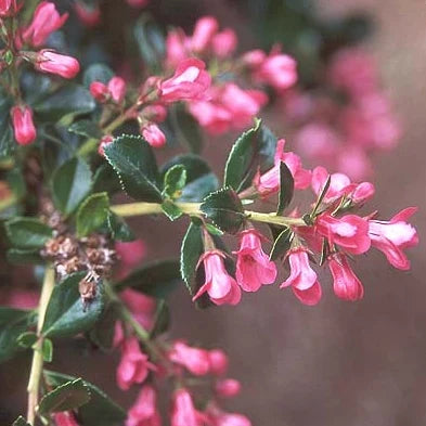 Escallonia Pride of Donard