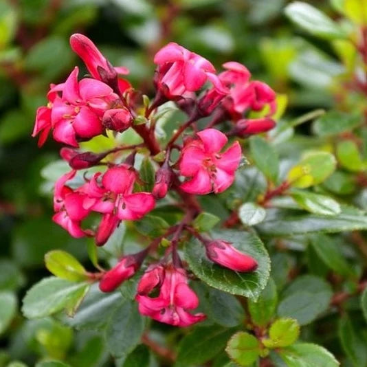 Escallonia Red Dream