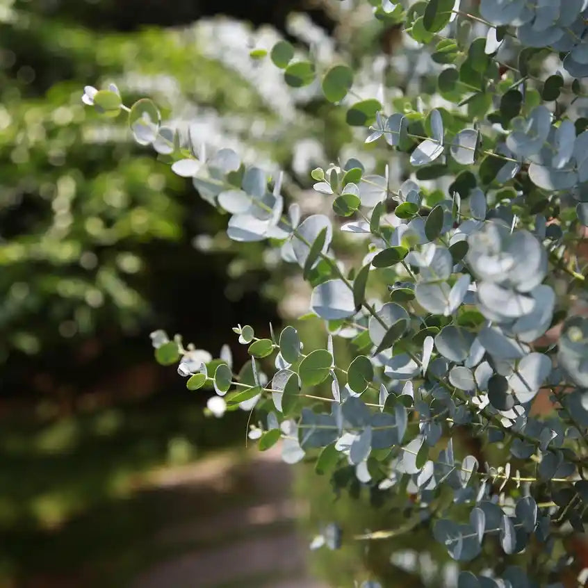 Feuilles d'eucalyptus