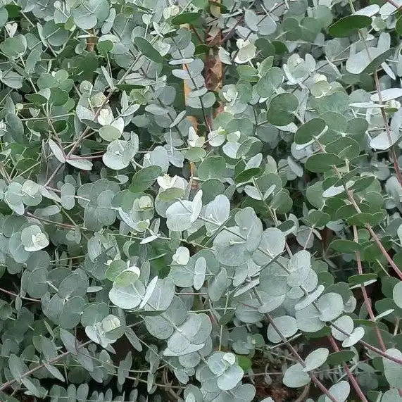 Eucalyptus gunnii France Bleu®