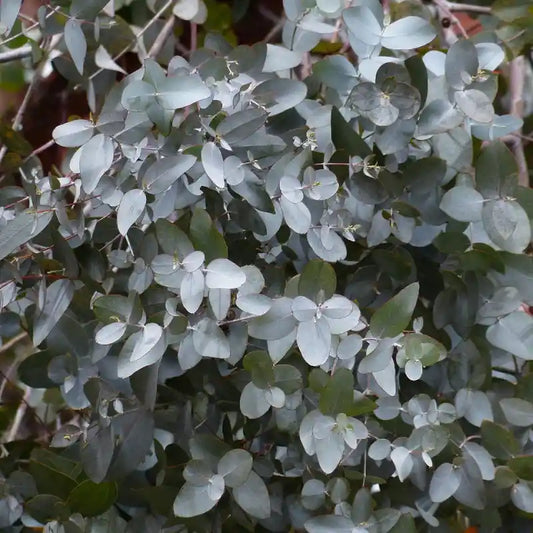 Eucalyptus Silver dollar