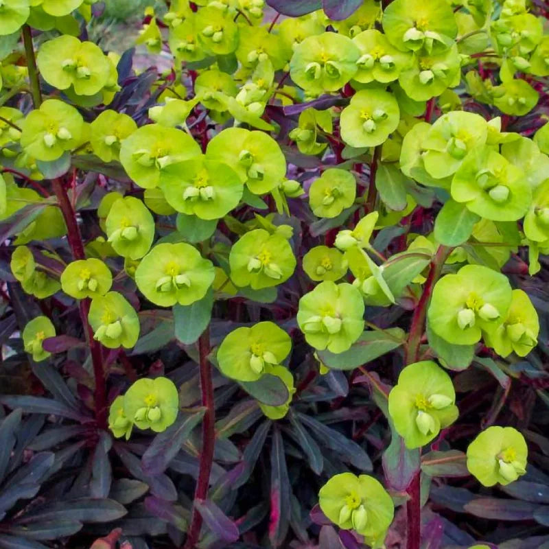 Euphorbe (euphorbia amygdaloides) Purpurea