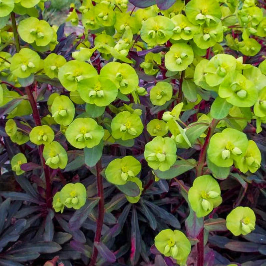 Euphorbe (euphorbia amygdaloides) Purpurea