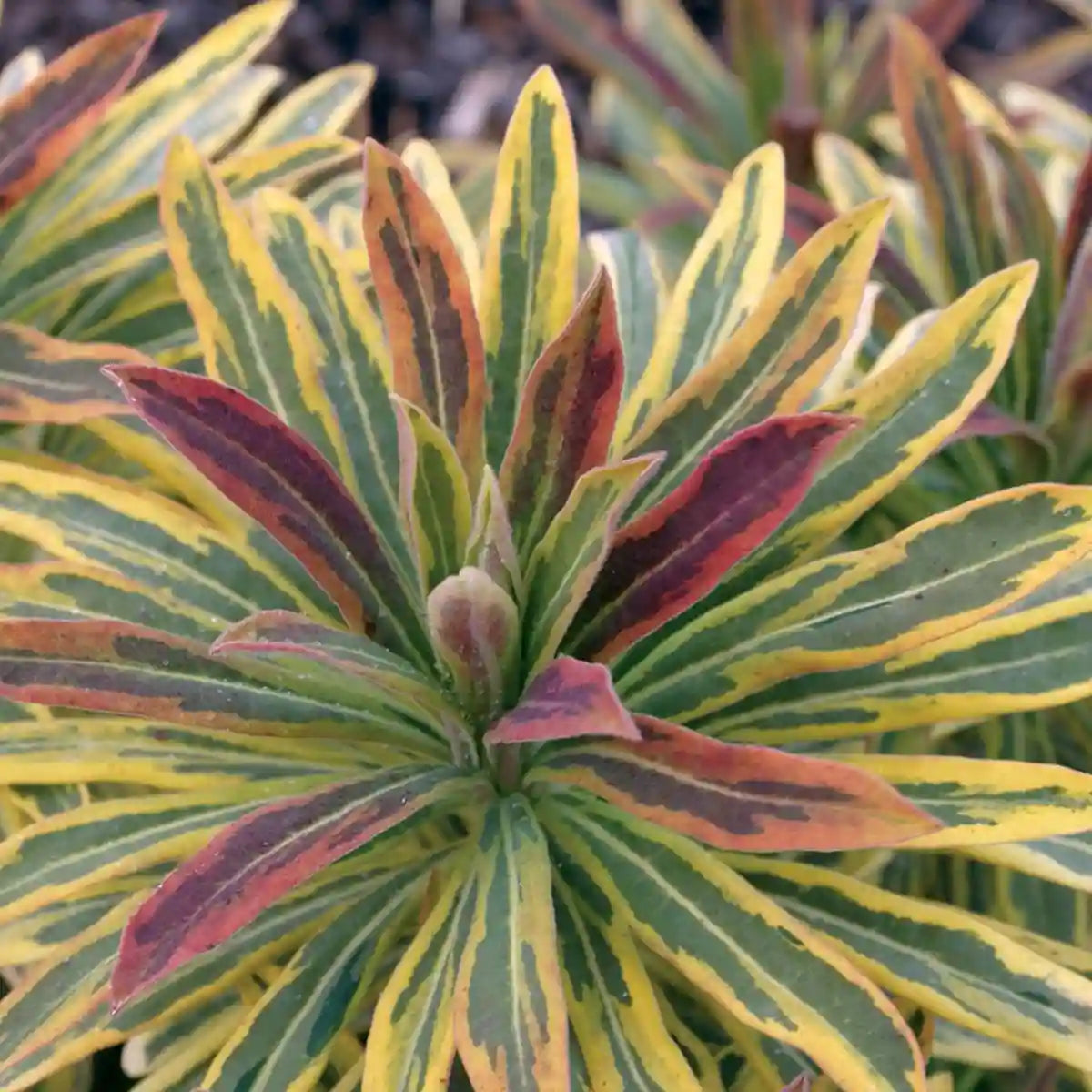 Euphobe Ascot Rainbow