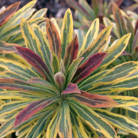 Euphobe Ascot Rainbow