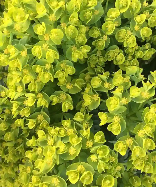Euphorbe characias Wulfenii