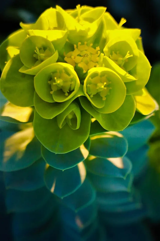 Euphorbe myrsinites en fleurs jaunes