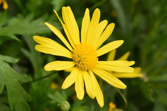 Fleur jaune de l'euryops pectinatus