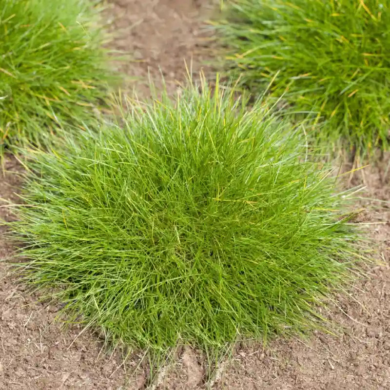 Fétuque de Gauthier