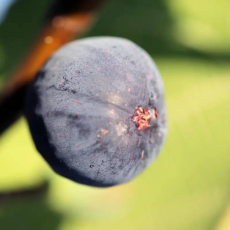 figue grise de Tarascon