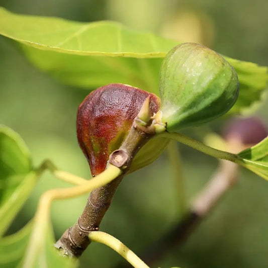 fruit du figuier nain figality