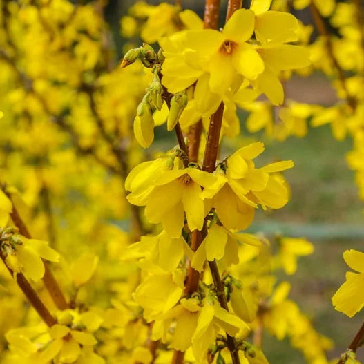 Forsythia Marée d'or